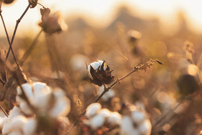 Warum Cotton Inc. gentechnisch veränderte Baumwolle unterstützt